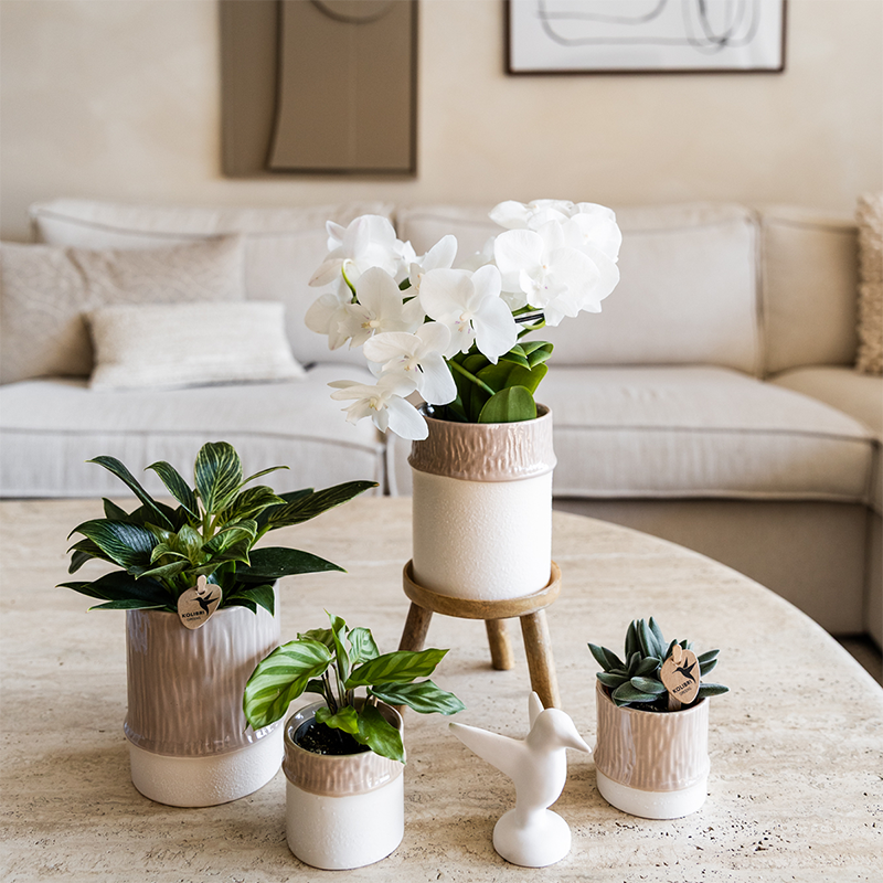 Kolibri Home | Tree Übertopf - Sand - Ø9cm 
