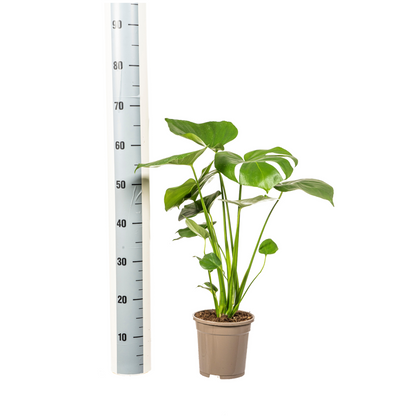 Fensterblatt - Monstera Deliciosa Tauerii - Zimmerpflanze - Ø17cm - ↕50 - 70cm