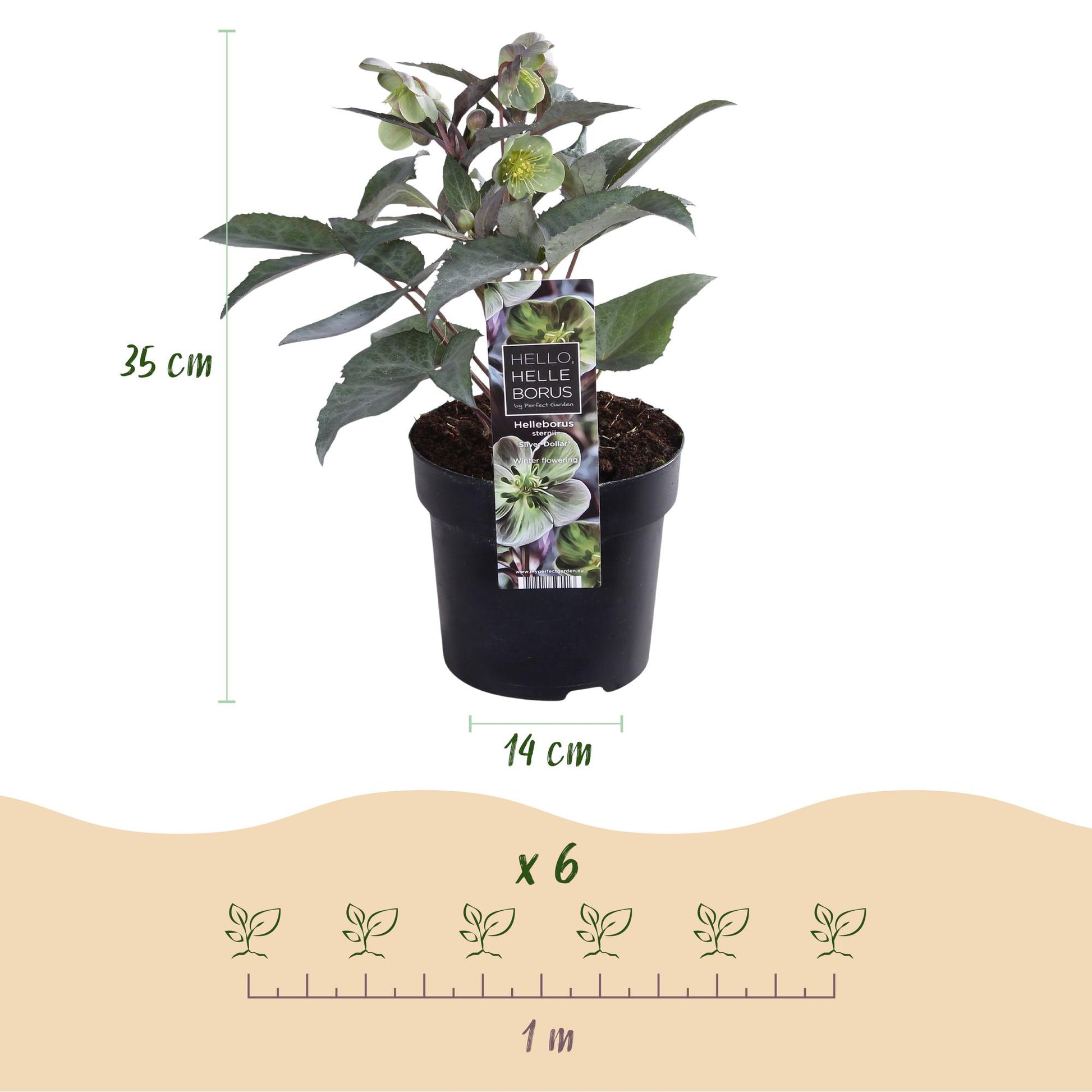 GreenboutiQ - Gartenpflanze - Lenten Rose - Helleborus sternii Silver Dollar - Grüne Blüte - 2 Pflanzen - Immergrün - Topf 14cm Höhe 35cm 