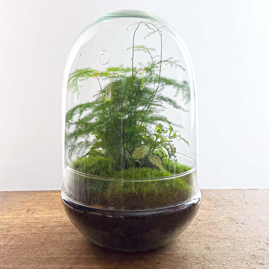Flaschengarten Egg XL – DIY Bausatz Terrarium – ↕30cm – Do-It-Yourself Pflanzen-Set im Glas mit Korkdeckel – Autarkes Mini-Ökosystem – Inkl. Fittonia, Spargel & Moos – Für Wohnung & Büro