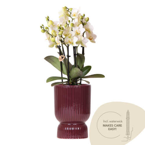 Kolibri Orchids | Weiße Lausanne Orchidee + roter Diabolo Übertopf | inkl. Gießdocht | Ø9cm | blühende Zimmerpflanze – frisch vom Züchter 