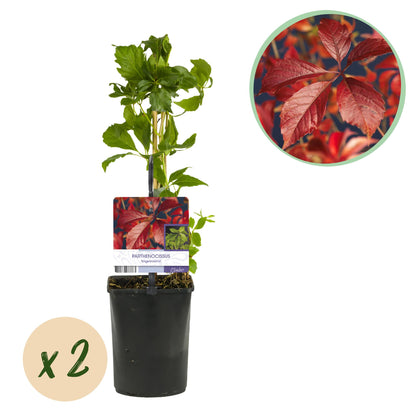 Selbstklimmender Mauerwein - Parthenocissus Engelmannii - Blatt Grün Rot - Wenig Pflege - 2 Pflanzen - Topf 11cm Höhe 40cm