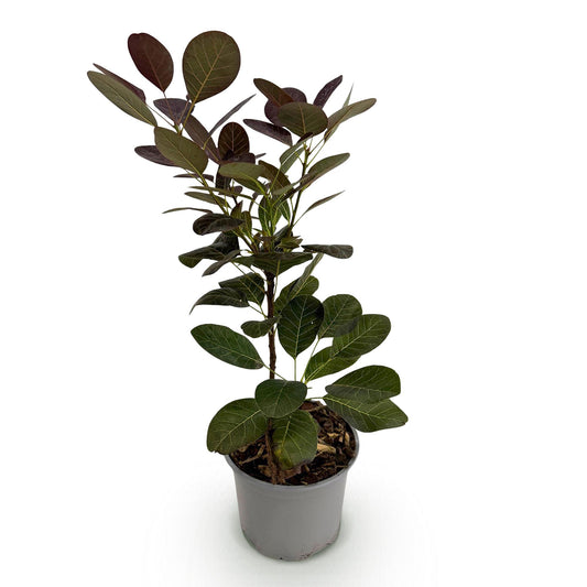 GreenboutiQ - Gartenpflanze - Cotinus coggyria Royal Purple - Lila - 1 Pflanze - Laubabwerfend - Wenig Pflege - Topf 12cm Höhe 35cm 