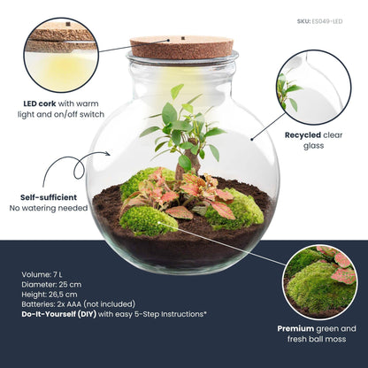 Flaschengarten - Teddy bonsai - ↕ 26,5 cm - Met LED-kurk 