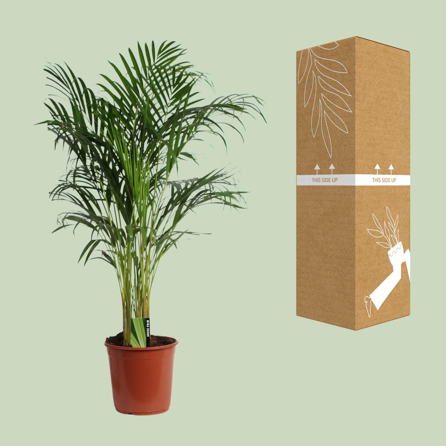 Areca Palme – Dypsis Lutescens – Zimmerpflanze – Ø24cm  – ↕120cm – Tropische Grünpflanze mit luftreinigender Wirkung – Für Wohnzimmer, Büro & Wintergarten 