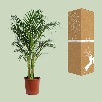 Areca Palme – Dypsis Lutescens – Zimmerpflanze – Ø24cm  – ↕120cm – Tropische Grünpflanze mit luftreinigender Wirkung – Für Wohnzimmer, Büro & Wintergarten 