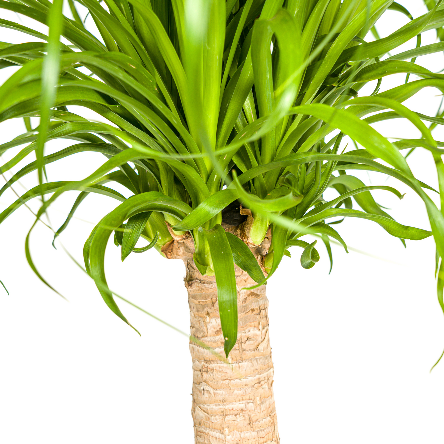 Beaucarnea Recurvata Stamm mit Korb Ø21cm - ↕60 - 80cm 