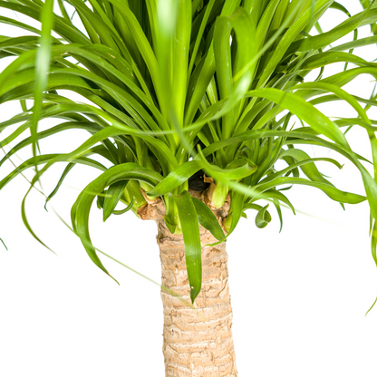 Beaucarnea Recurvata Stamm mit Korb Ø21cm - ↕60 - 80cm 