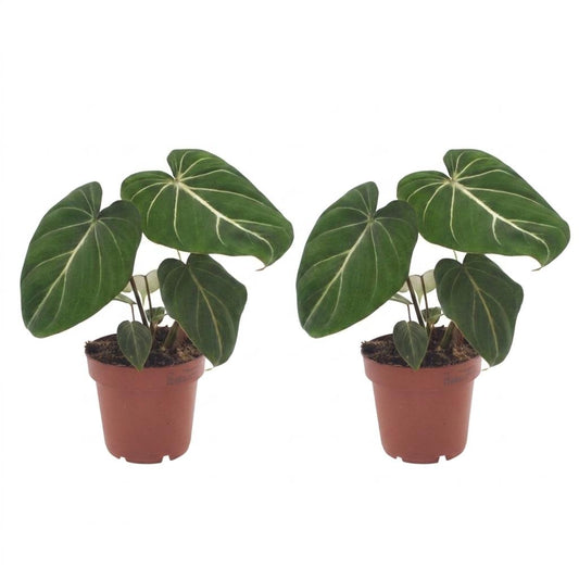 Gloriosum-Baumfreund – Philodendron gloriosum – Topf Ø12cm – Höhe 25cm – Dekorative Zimmerpflanze – Ansicht 2