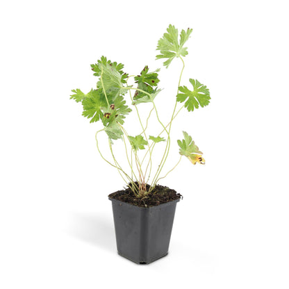 Geranium Rozanne – Blühender Bodendecker – 24 Pflanzen – ↕10–25cm – Ø9cm – Langanhaltende Blüte von Mai bis Herbst – Pflegeleicht & winterhart – Für Beete, Rabatten & Kübel 
