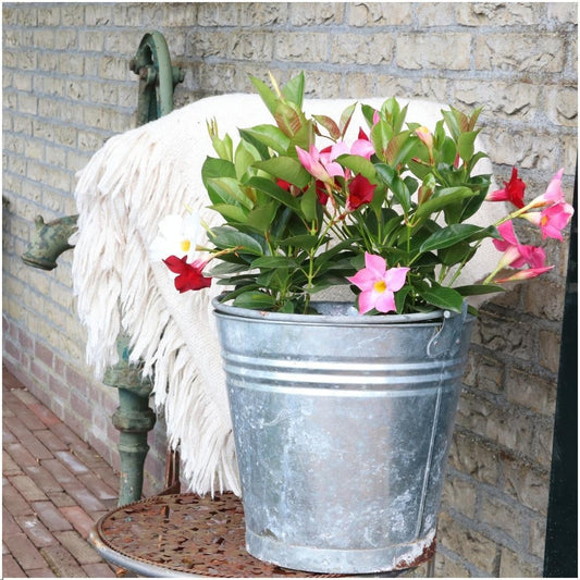 Kletterpflanze - Dipladenia Pink - Mandevilla Pink - Ø12 cm - ↕25 cm - 6 Stück