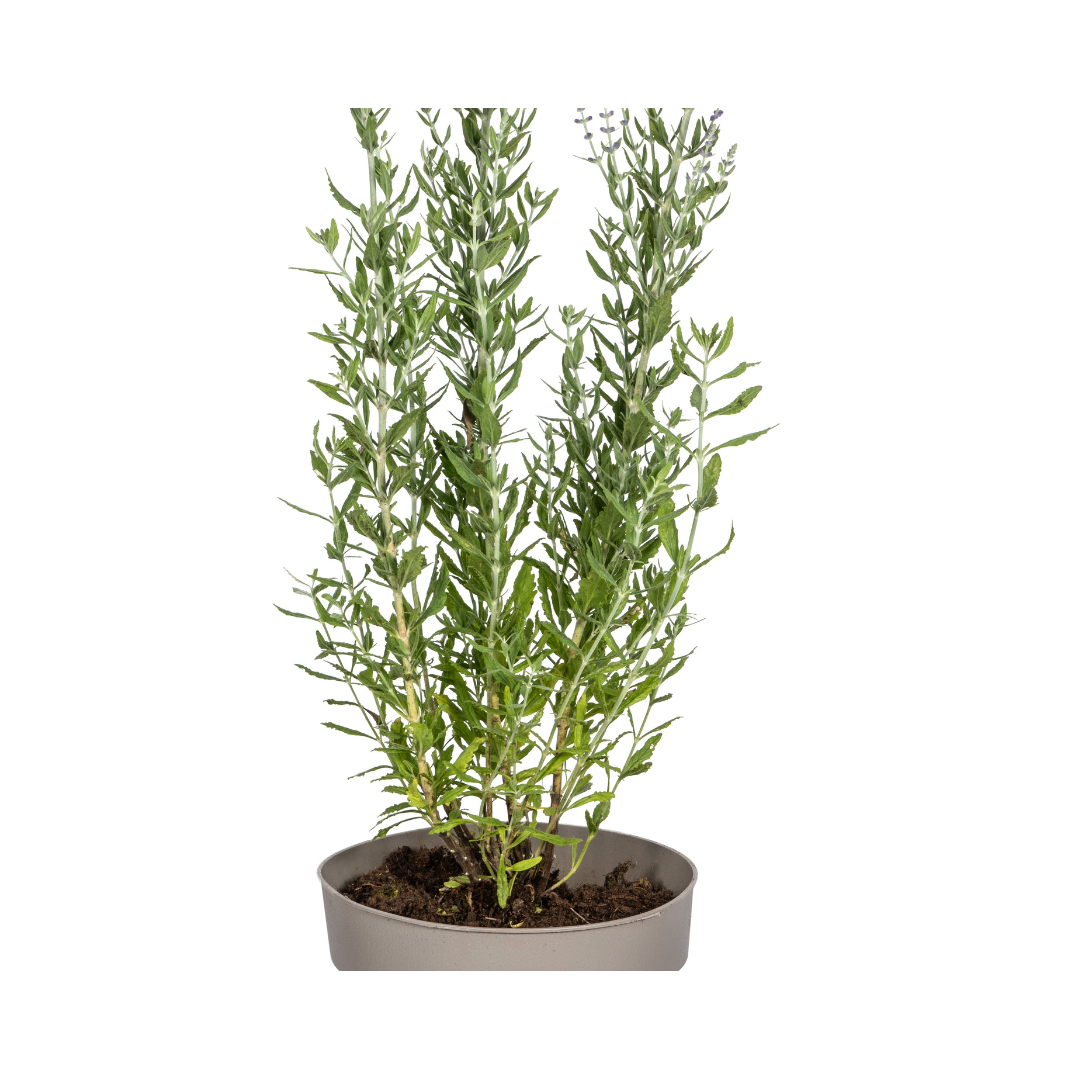 Perovskia atriplicifolia – Blauraute – Ø19cm – ↕50–60cm – Lavendelblaue Blüten – Aromatisches Ziergehölz für sonnige Beete & Steingärten 