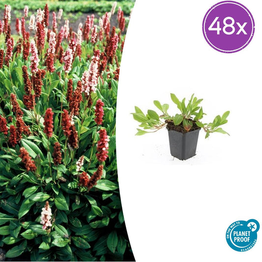 Persicaria aff. 'Darjeeling Red' – 48 Pflanzen – ↕10-25 cm – Ø9 cm – Roter Staudenakzent – Pflegeleicht & Sonnenverträglich 