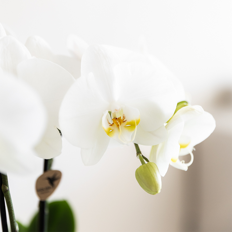 Pflanzenset Weiße Phalaenopsis-Orchidee Amabilis & Sukkulenten – Dekorative Malaga-Keramiktöpfe – Elegantes Indoor-Arrangement 