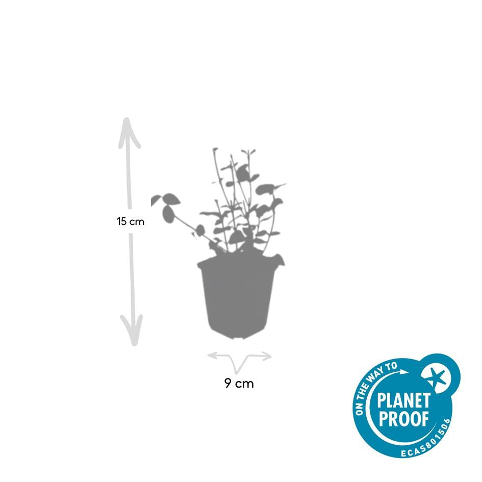 Purpur-Kriechspindel – Euonymus fortunei 'Coloratus' – ↕10-25 cm – Ø9 cm – 60 Pflanzen – Bodendecker – Winterhart & Pflegeleicht – Herbstbeeren – Vielseitig