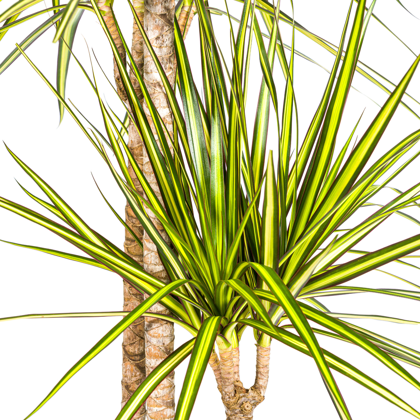 Dracaena Marginata Sunray mit Korb Ø24cm - ↕130 - 150cm 