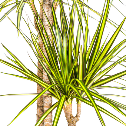 Dracaena Marginata Sunray mit Korb Ø24cm - ↕130 - 150cm 
