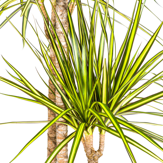 Dracaena Marginata Sunray mit Korb Ø24cm - ↕130 - 150cm 