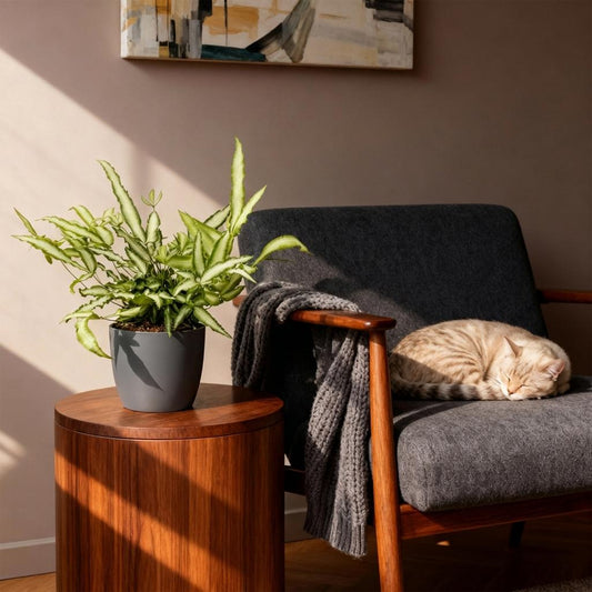 Green boutiQ - Zimmerpflanze - Pteris cretica Albolineata - Schwertfarn - Haustierfreundliche Pflanze - Grün - 4 Pflanzen - mit Potter Grau - Topf 12cm - Höhe 20cm 