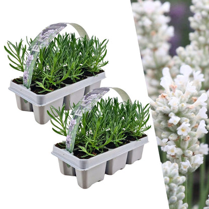 Echter Lavendel - Lavendel angustifolia White - Ø7 cm - ↕15 cm - 12 Stück