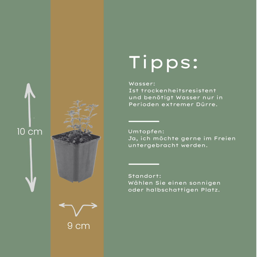 Teucrium lucidrys – 12 Pflanzen – Ø9cm – Höhe 10-25cm – Immergrüner Halbstrauch – Schnittverträglich – Für Hecke, Steingarten & moderne Gartengestaltung - Oasis of Life