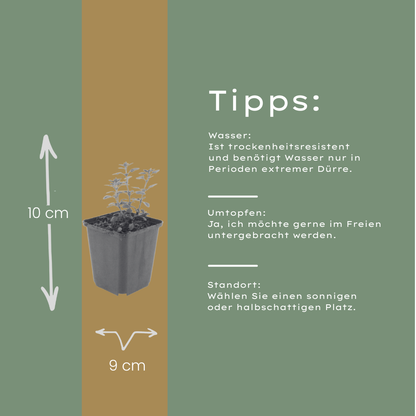Teucrium lucidrys – 12 Pflanzen – Ø9cm – Höhe 10-25cm – Immergrüner Halbstrauch – Schnittverträglich – Für Hecke, Steingarten & moderne Gartengestaltung - Oasis of Life
