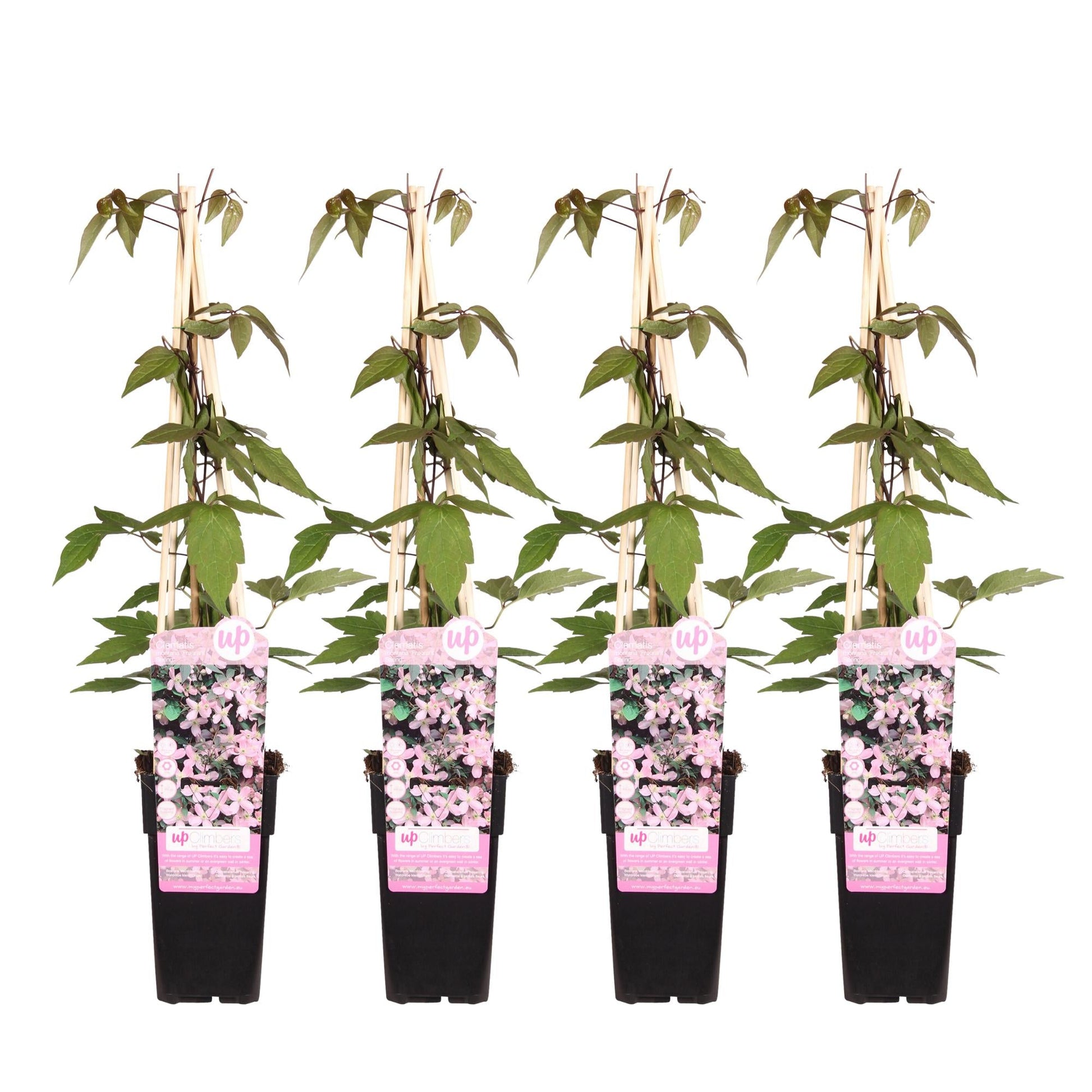 Clematis Montana Fragrant Spring – 4 Pflanzen - Ø15cm – ↨65cm – Duftende Waldrebe – Schnellwachsende Kletterpflanze mit kleinen rosa Blüten 
