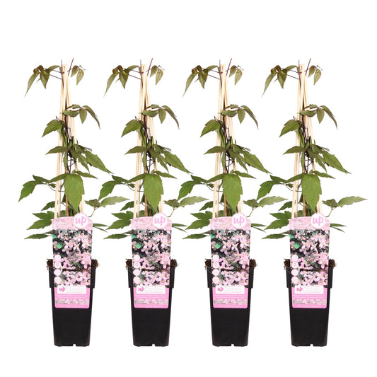 Clematis Montana Fragrant Spring – 4 Pflanzen - Ø15cm – ↨65cm – Duftende Waldrebe – Schnellwachsende Kletterpflanze mit kleinen rosa Blüten 