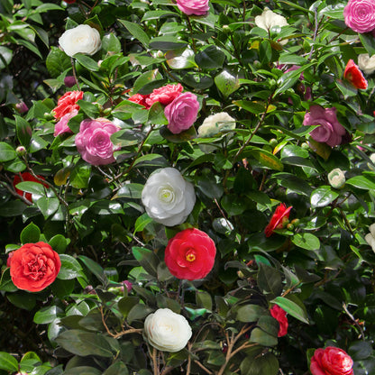 Kamelie - Camellia japonica Tricolour - Strauch - Blüte Rosa, Weiß und Rot - Immergrün - Topf 15cm Höhe 30cm