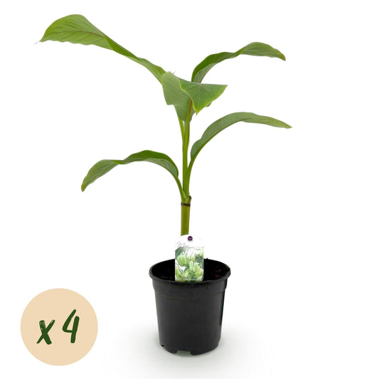 Bananenpflanze Musa Basjoo – 4 Pflanzen – Winterhart – Obstpflanze – Topf Ø17 cm, Höhe ca. 40 cm – Exotisches Flair für Garten, Terrasse & Balkon 