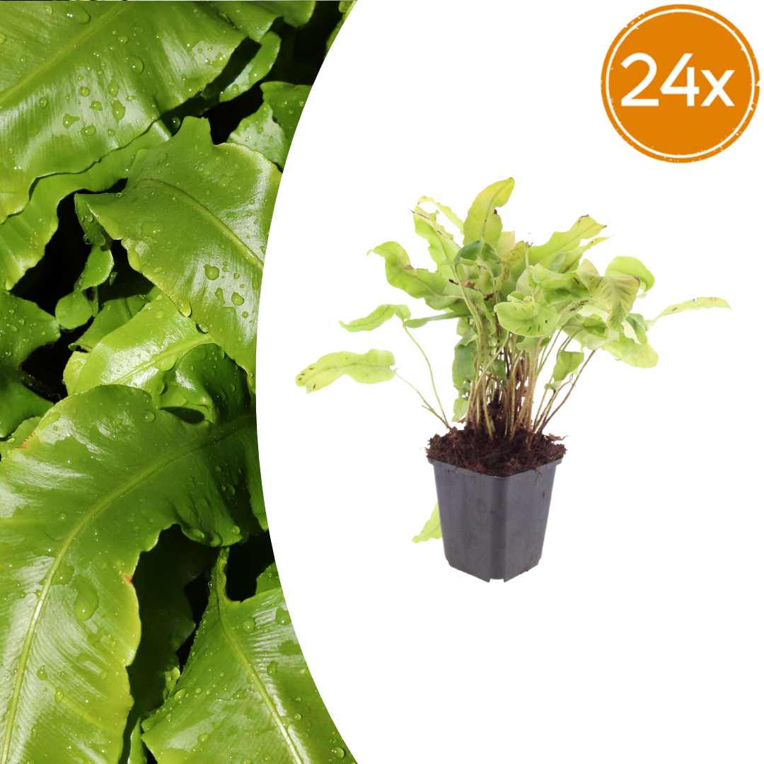 Hirschzungenfarn Asplenium scolopendrium – 24 Pflanzen – Immergrüner Farn für Schatten & Halbschatten – Strukturpflanze für Garten & Beet – 10-25cm – Ø9cm – Winterhart