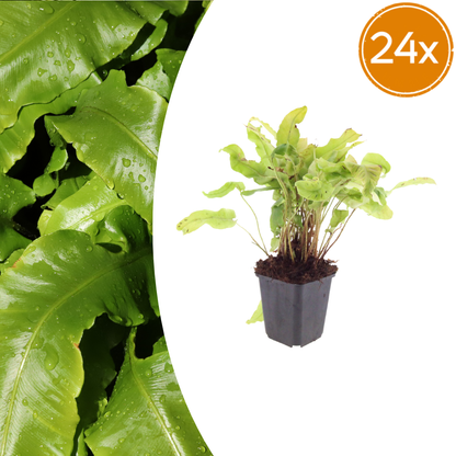 Hirschzungenfarn Asplenium scolopendrium – 24 Pflanzen – Immergrüner Farn für Schatten & Halbschatten – Strukturpflanze für Garten & Beet – 10-25cm – Ø9cm – Winterhart