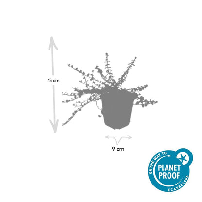 Kleinblättrige Teppichspindel – Euonymus fortunei 'Minimus' – ↑10-25cm – Ø9cm – 60 Pflanzen – Kompakter Bodendecker, winterhart, pflegeleicht, gelb-grünes Laub