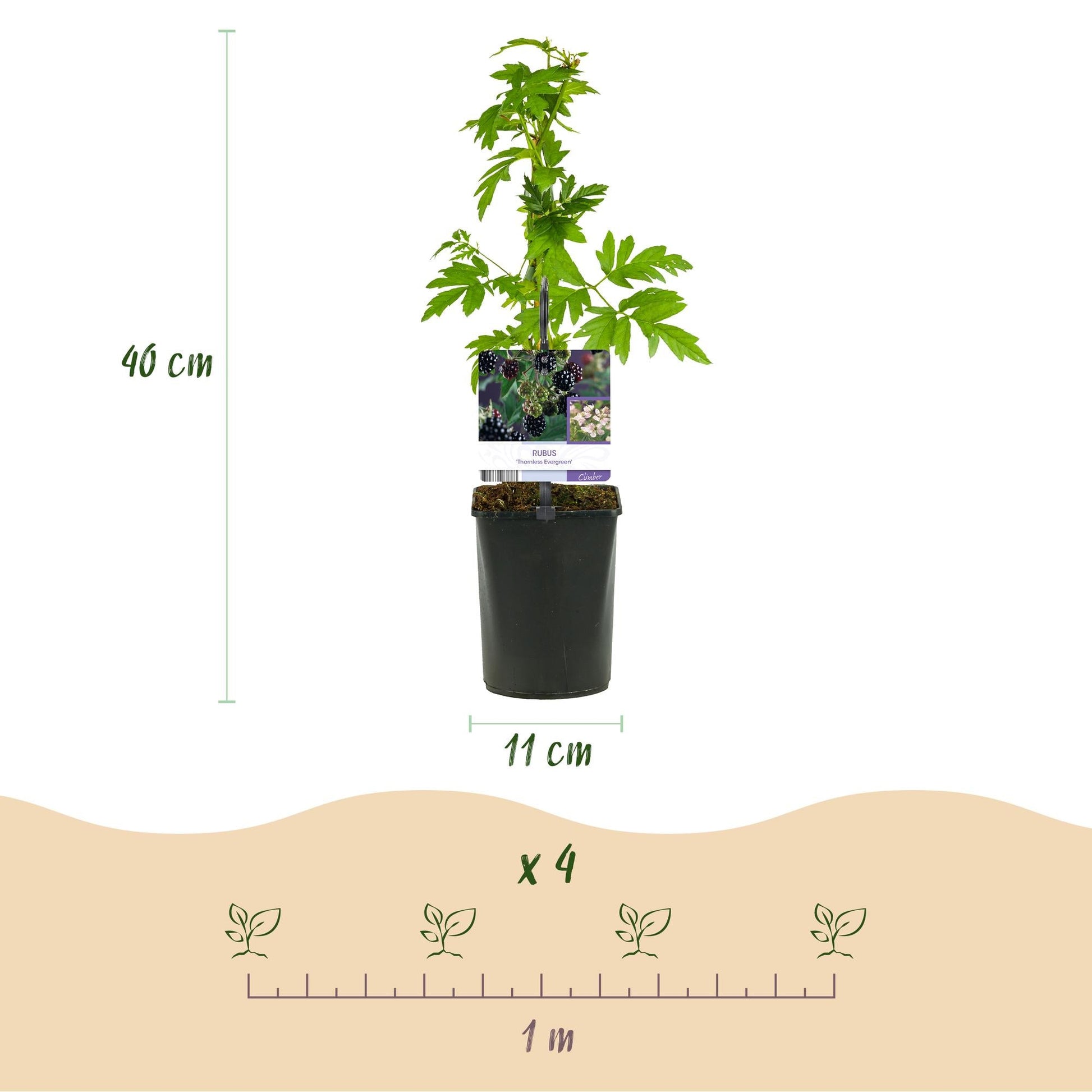 Brombeere - Rubus Thornfree Evergreen - Schwarze Brombeere - Dornlos - 2 Pflanzen - Obstpflanze - Topf 11cm Höhe 40cm 