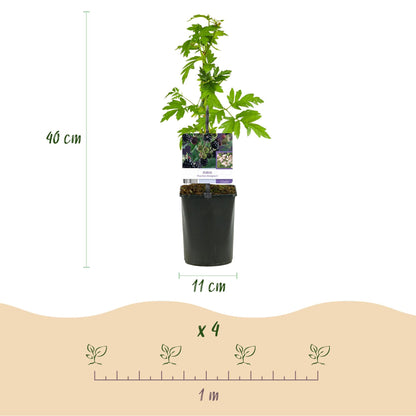 Brombeere - Rubus Thornfree Evergreen - Schwarze Brombeere - Dornlos - 2 Pflanzen - Obstpflanze - Topf 11cm Höhe 40cm 