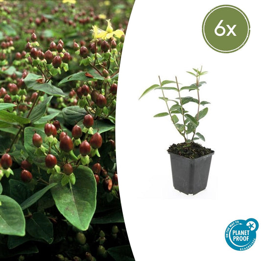 Duftloses Johanniskraut Hypericum inodorum – ↕10-25cm – Ø9cm – 6 Pflanzen – Gelb blühender Zierstrauch, Winterhart & Pflegeleicht