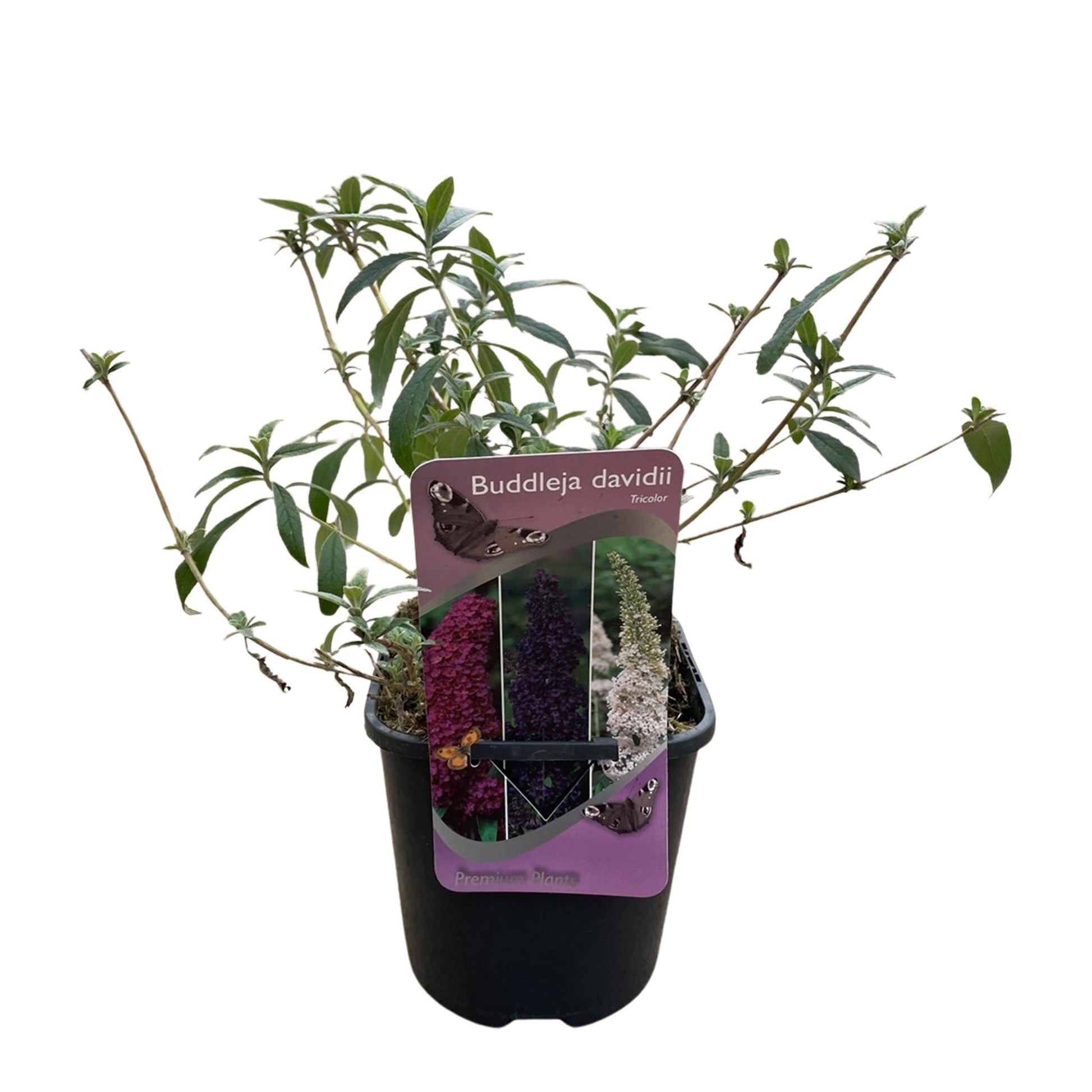 Schmetterlingsstrauch Buddleja davidii Tricolour – 3 Pflanzen – 1 m² – Blüten Rosa, Weiß & Lila – Schmetterlingsanlockend – 17 cm x H30 cm – Pflegeleicht & Bienenfreundlich 
