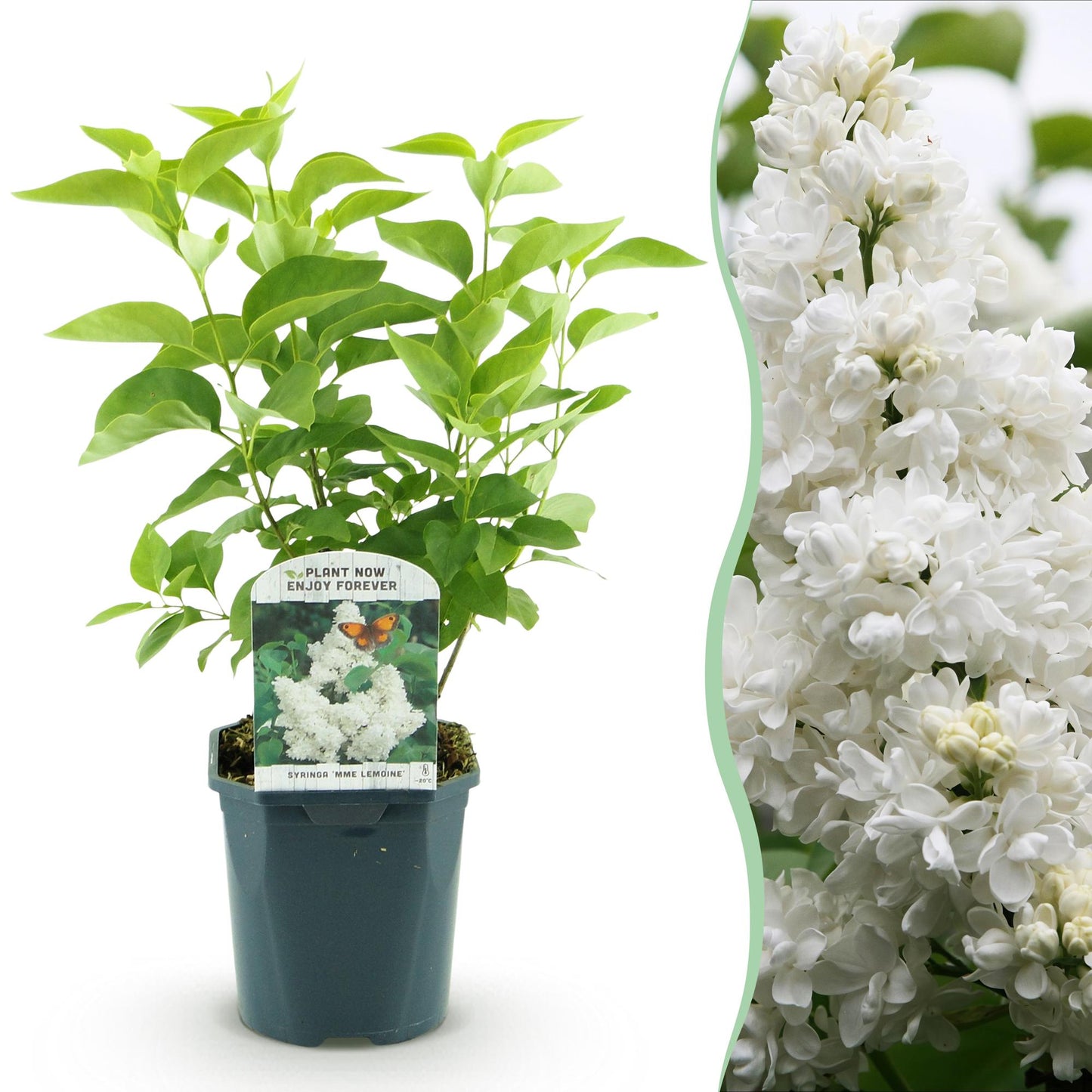 Green boutiQ - Garden Plant - Syringa vulgaris Mme Lemoine - Common Lilac - Hardy - White - 1 Plant - Pot 17cm - Height 45cm 