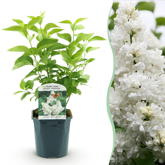 Green boutiQ - Garden Plant - Syringa vulgaris Mme Lemoine - Common Lilac - Hardy - White - 1 Plant - Pot 17cm - Height 45cm 