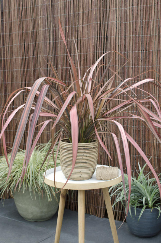 Neuseeländer Flachs - Phormium 'Pink Flamingo' - Ø14cm ↕50cm - Immergrüne Zierpflanze mit rosa Schwertblättern - Winterhart & pflegeleicht 