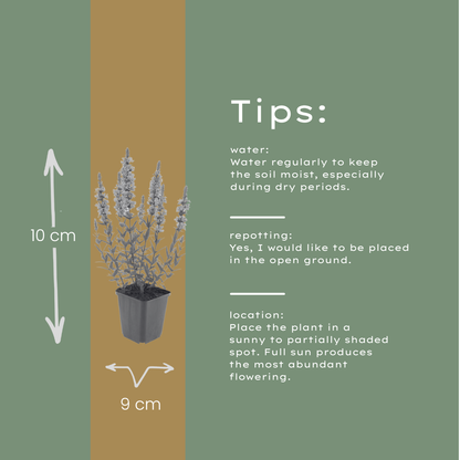 Lythrum salicaria Blutweiderich – 60 Pflanzen – Ø9cm – Höhe 10-25cm – Rosa Purpur Blütenähren – Winterharte Staude für Teichrand & Feuchtbeet