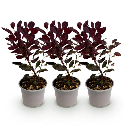 GreenboutiQ - Gartenpflanze - Cotinus coggyria Lilla - Lila 3 Pflanzen - Laubabwerfend - Pflegeleicht - Topf 12cm Höhe 35cm 