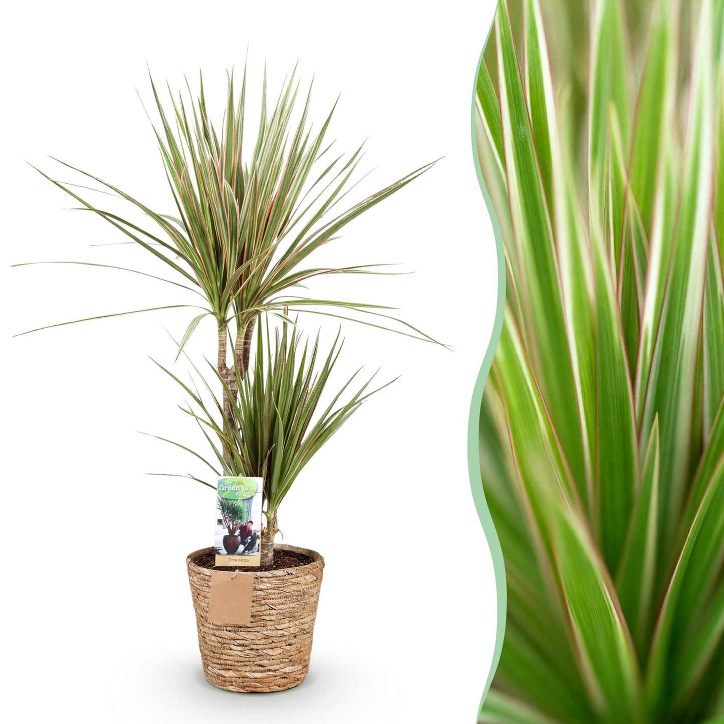 Green boutiQ - Zimmerpflanzen - Dracaena Marginata Bicolor - Drachenbaum - Pflegeleicht - mit Korb - Grün - Braun - 1 Pflanze - Topf 17cm - Höhe 70-75cm 