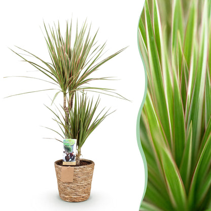 Green boutiQ - Zimmerpflanzen - Dracaena Marginata Bicolor - Drachenbaum - Pflegeleicht - mit Korb - Grün - Braun - 1 Pflanze - Topf 17cm - Höhe 70-75cm 
