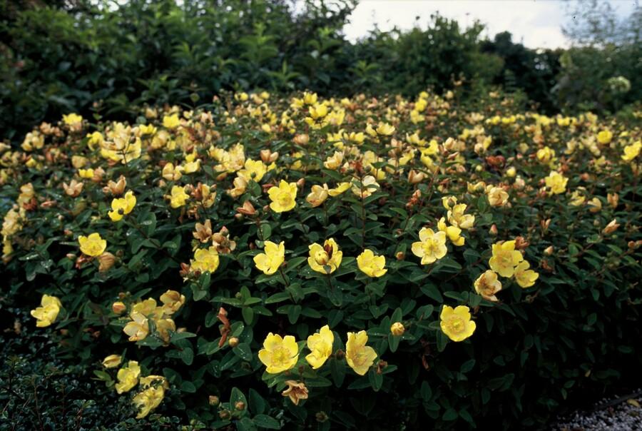 Johanniskraut Hypericum dummeri 'Peter Dummer' – ↕10-25cm – Ø9cm – 12 Pflanzen – Winterharter Bodendecker mit gelben Blüten