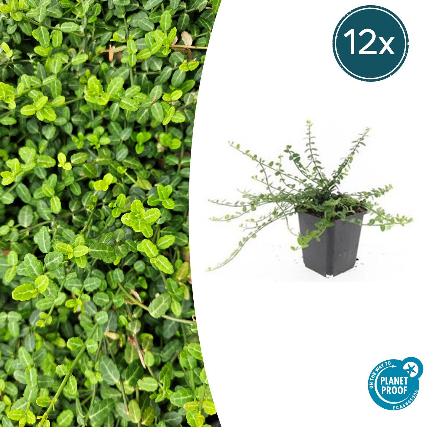 Kleinblättrige Teppichspindel – Euonymus fortunei 'Minimus' – ↕10-25 cm – Ø9 cm – 12 Pflanzen – Bodendecker – Kompakt & Winterhart – Schattentolerant – Pflegeleicht