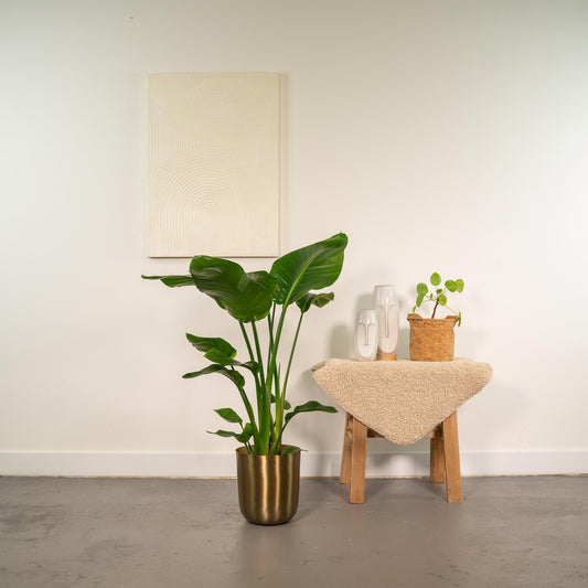 Strelitzia Nicolai - Ø19cm - ↕90cm + Topf Mayk Gold 