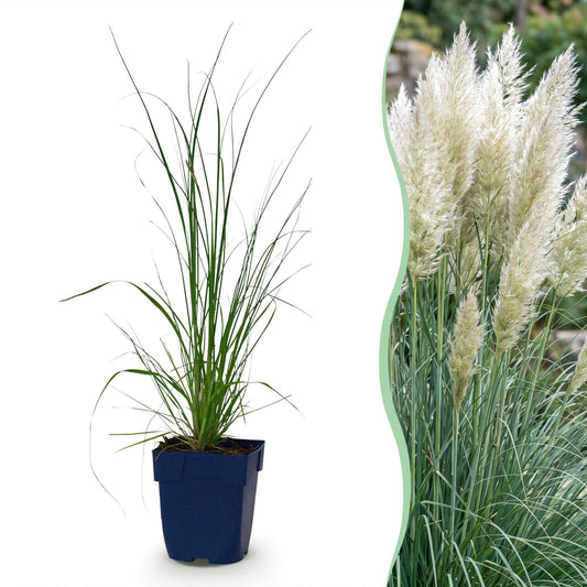 Zwerg-Pampasgras 'Pumila' – Cortaderia selloana 'Pumila' – 6 Pflanzen – Topf Ø11cm – Staude für Garten & Balkon