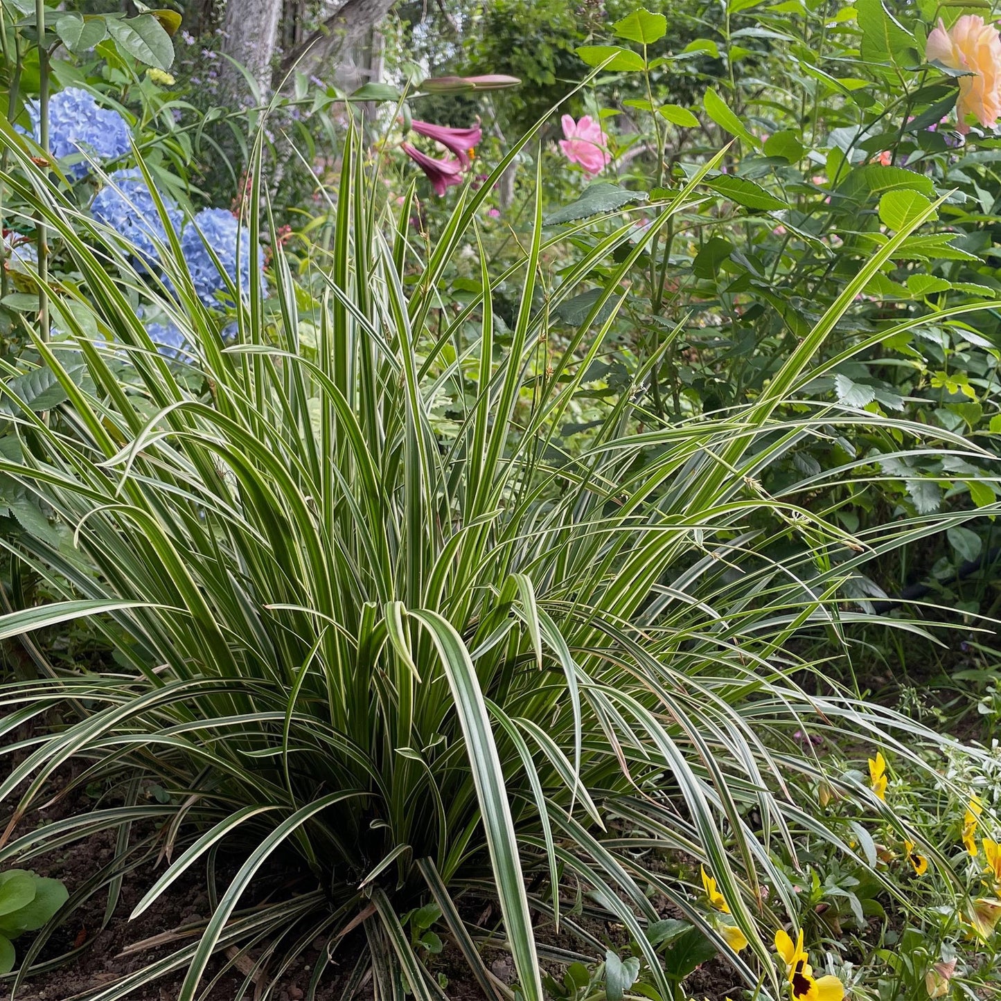 Weißrandige Segge Carex morrowii Ice Dance – 2 Pflanzen – Ø17cm – Immergrün, winterhart & pflegeleicht – Weiß-grüne Blätter – Höhe ca. 50cm – Frischer Look für Garten & Innenbereich 