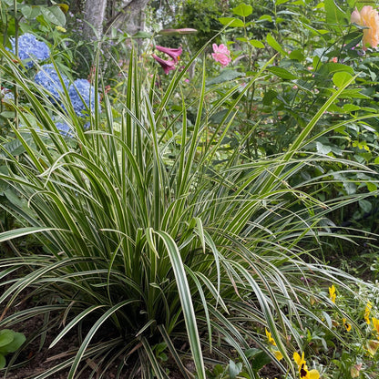 Weißrandige Segge Carex morrowii Ice Dance – 2 Pflanzen – Ø17cm – Immergrün, winterhart & pflegeleicht – Weiß-grüne Blätter – Höhe ca. 50cm – Frischer Look für Garten & Innenbereich 